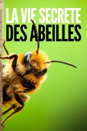 La vie secrète des abeilles