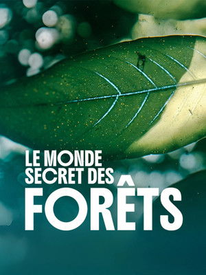 Le monde secret des forêts