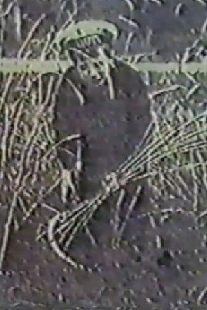 Ангел жатвы