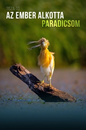 Tisza-tó - Az ember alkotta paradicsom