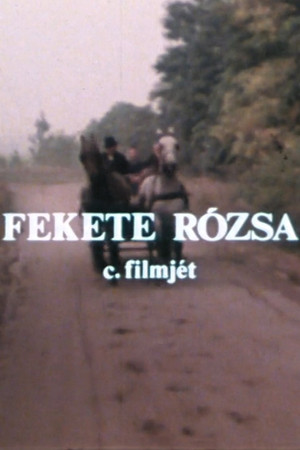 Fekete rózsa