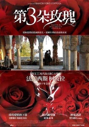 第三朵玫瑰