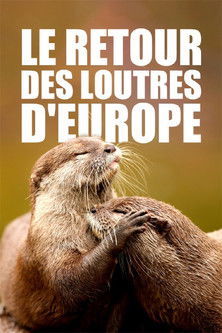 Le retour des loutres d'Europe