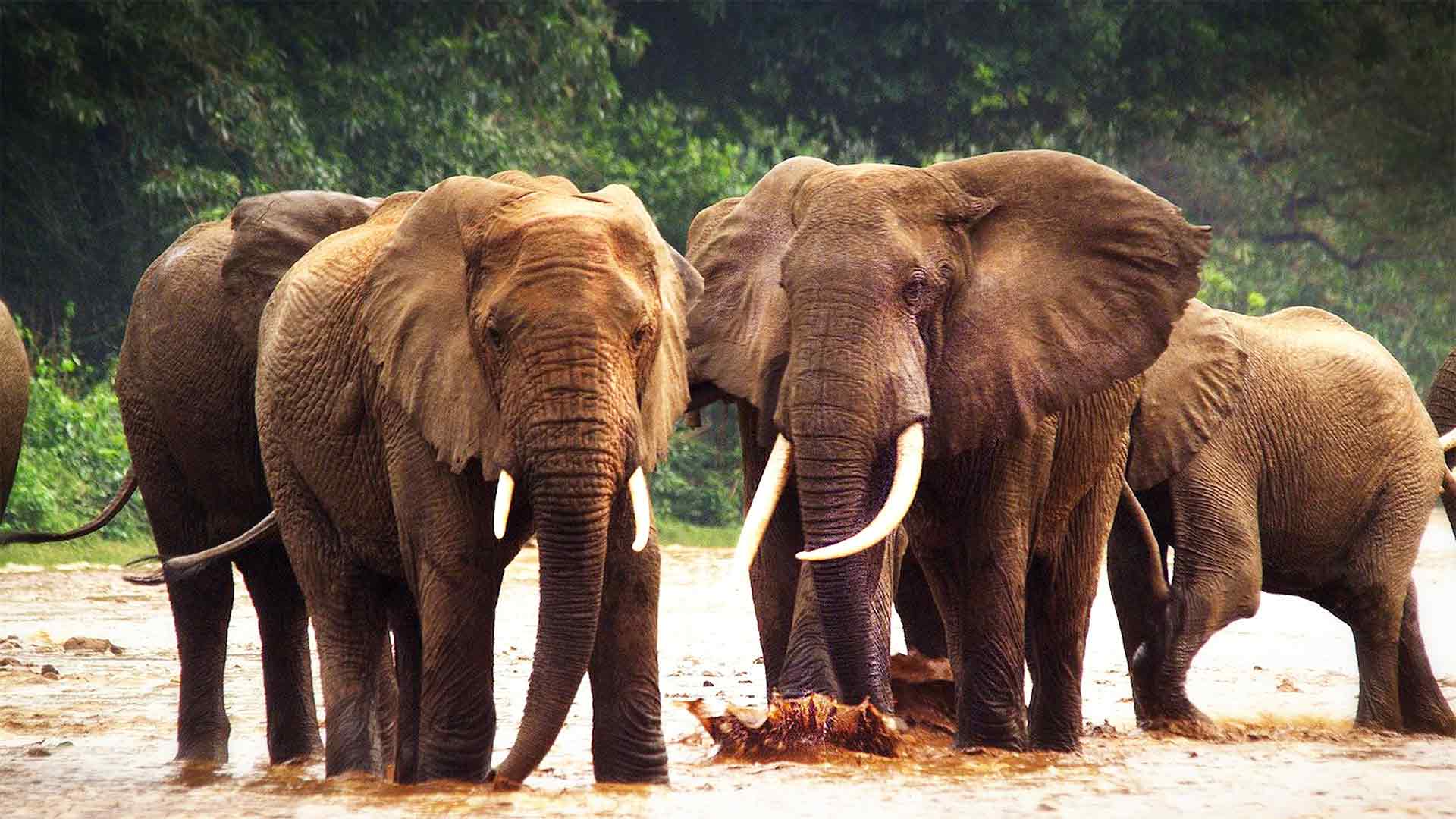 Les nomades du Serengeti