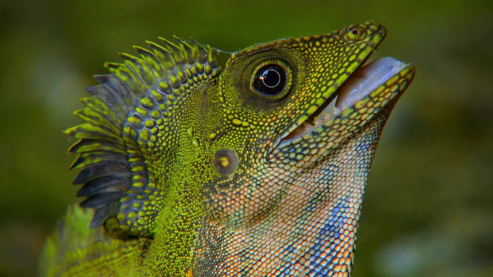 Wildest Indochina: Malaysia – Freaks of Nature