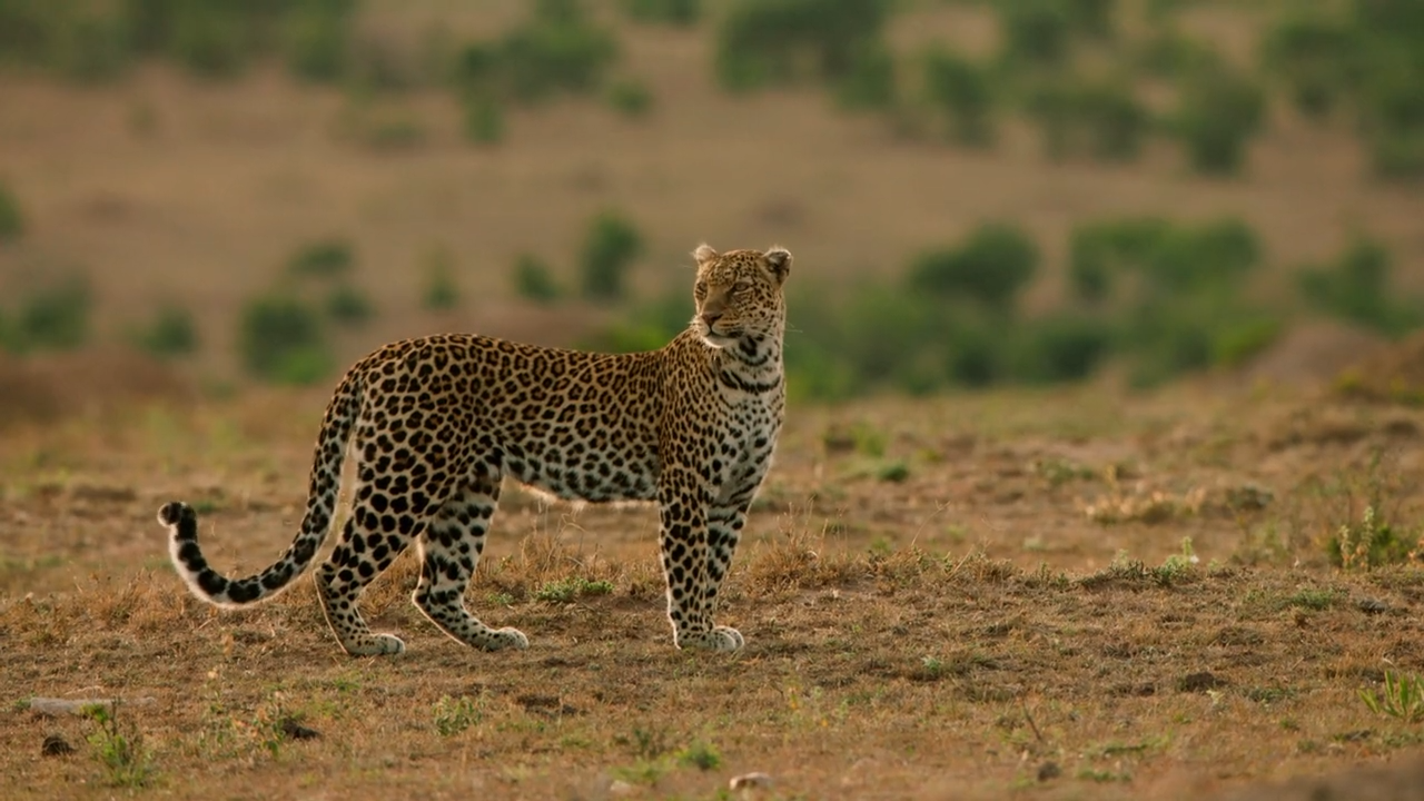 Savanne: Ein Morgen mit Leoparden