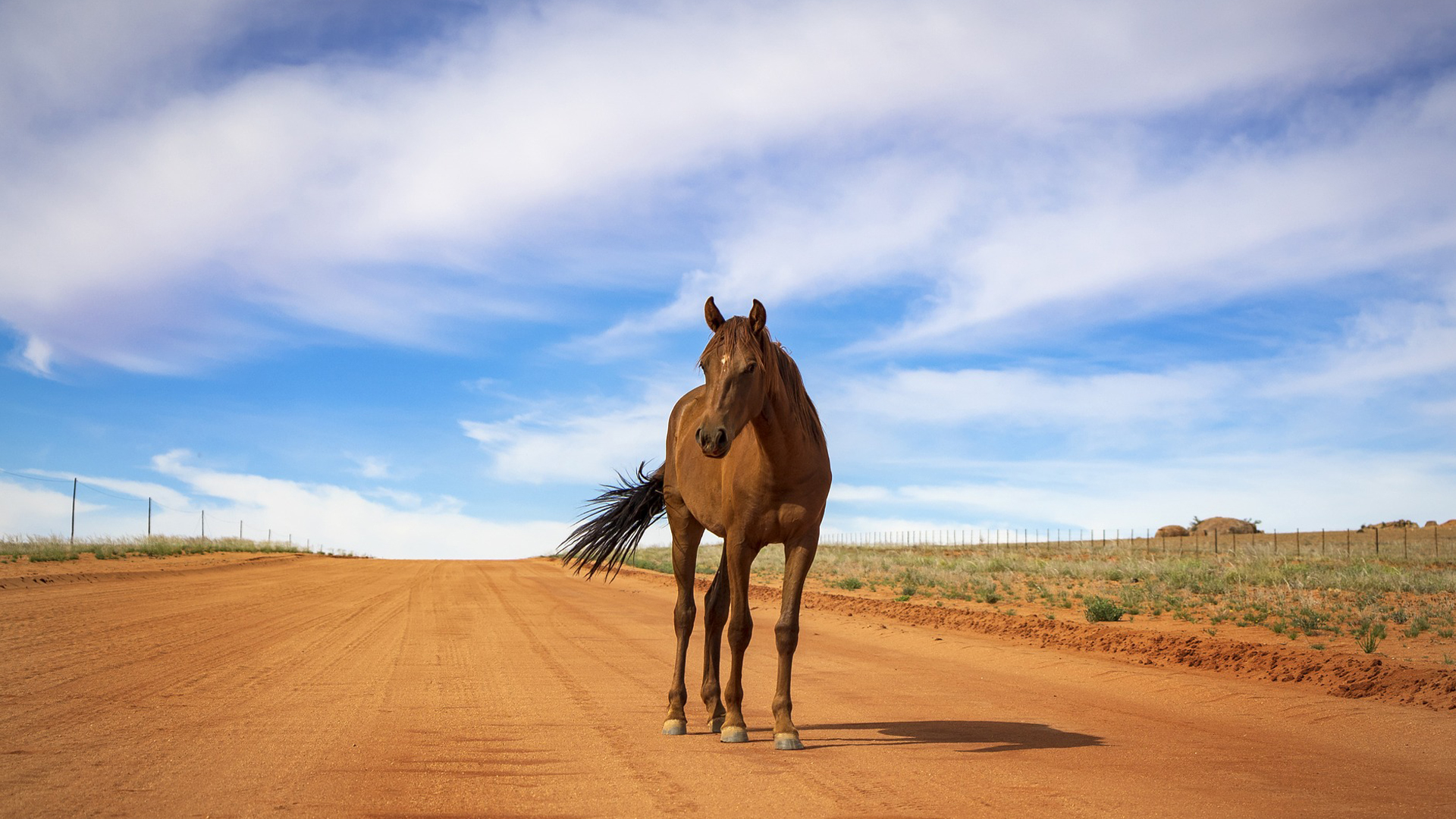 Under the Spell of Horses