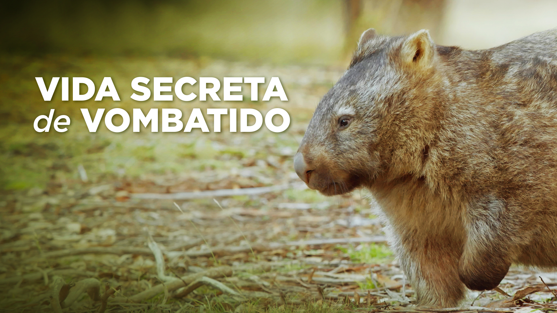 Vida Secreta de Vombatido
