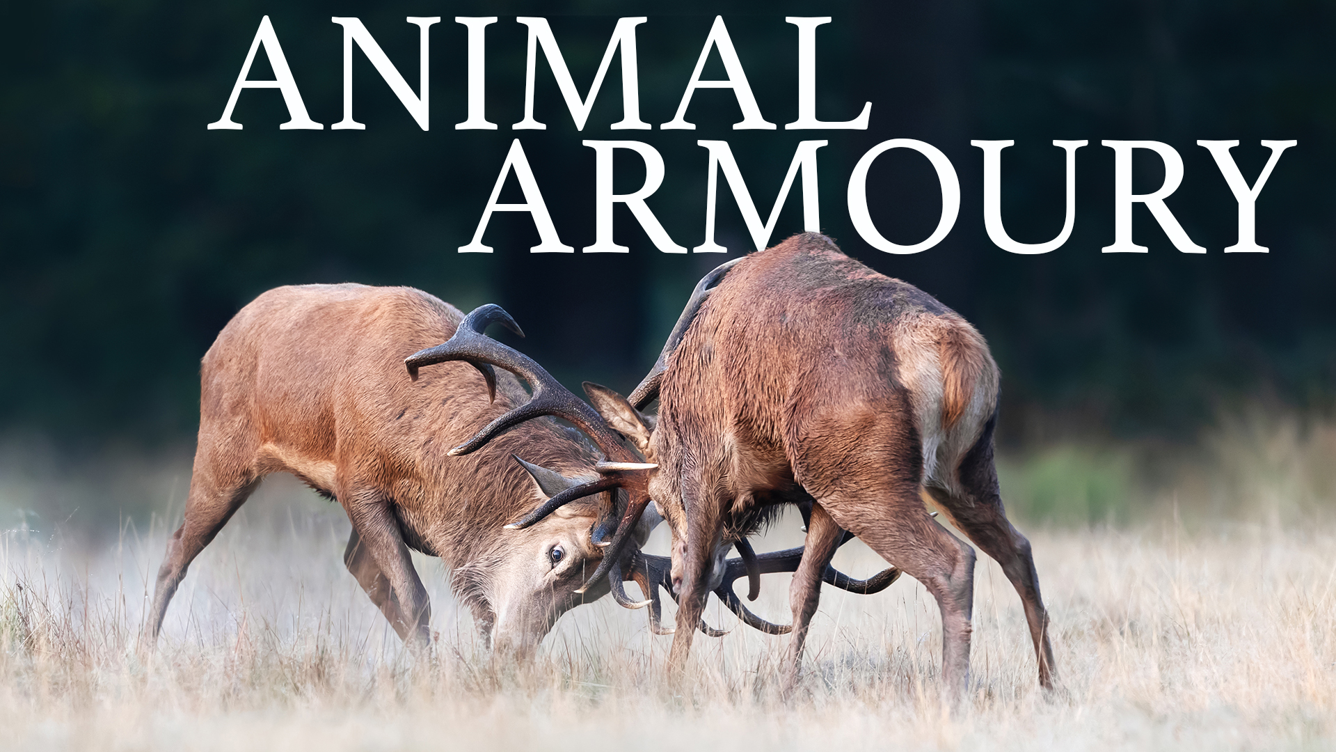 Animal Armoury