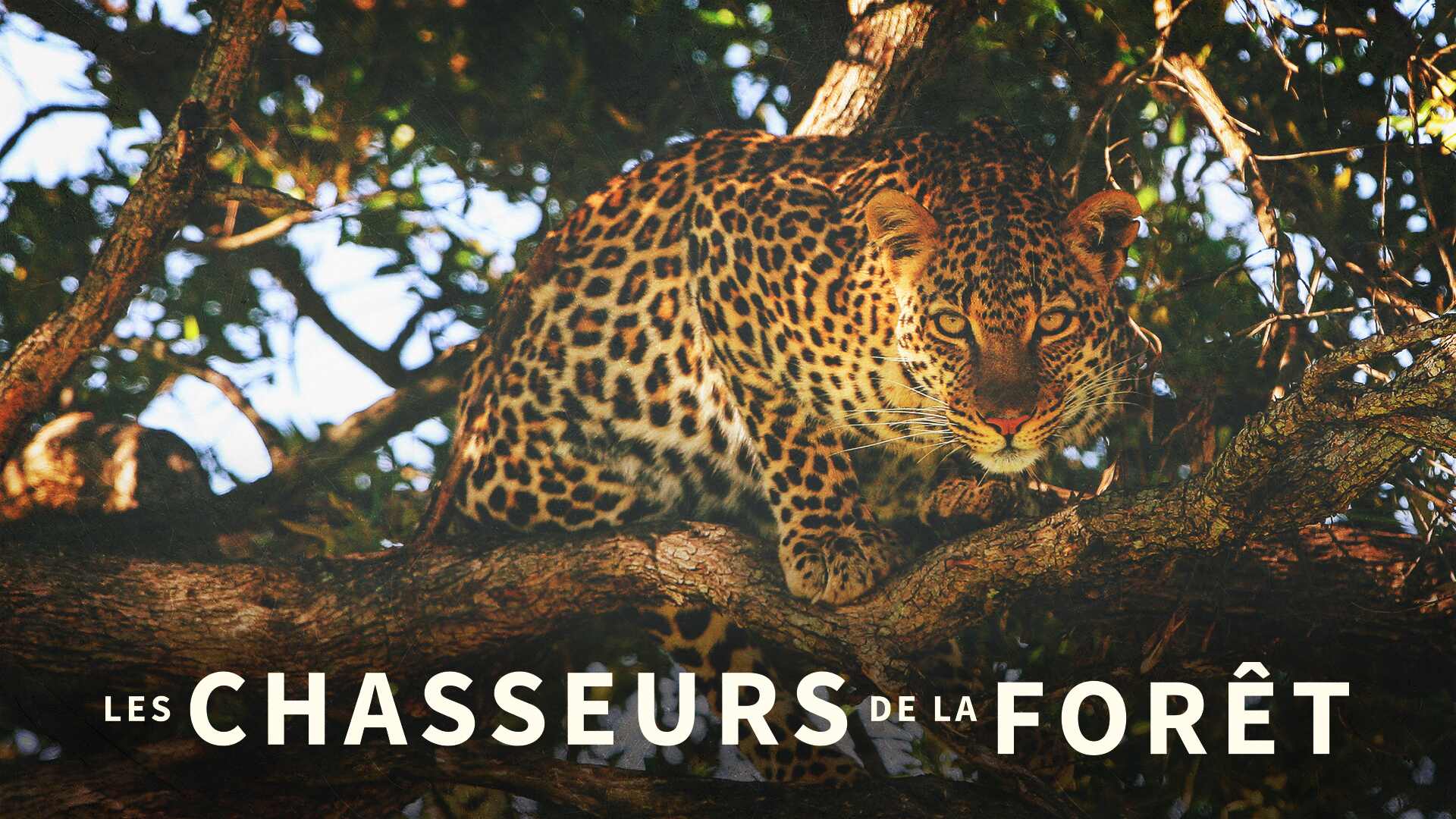 Les Chasseurs De La Forêt