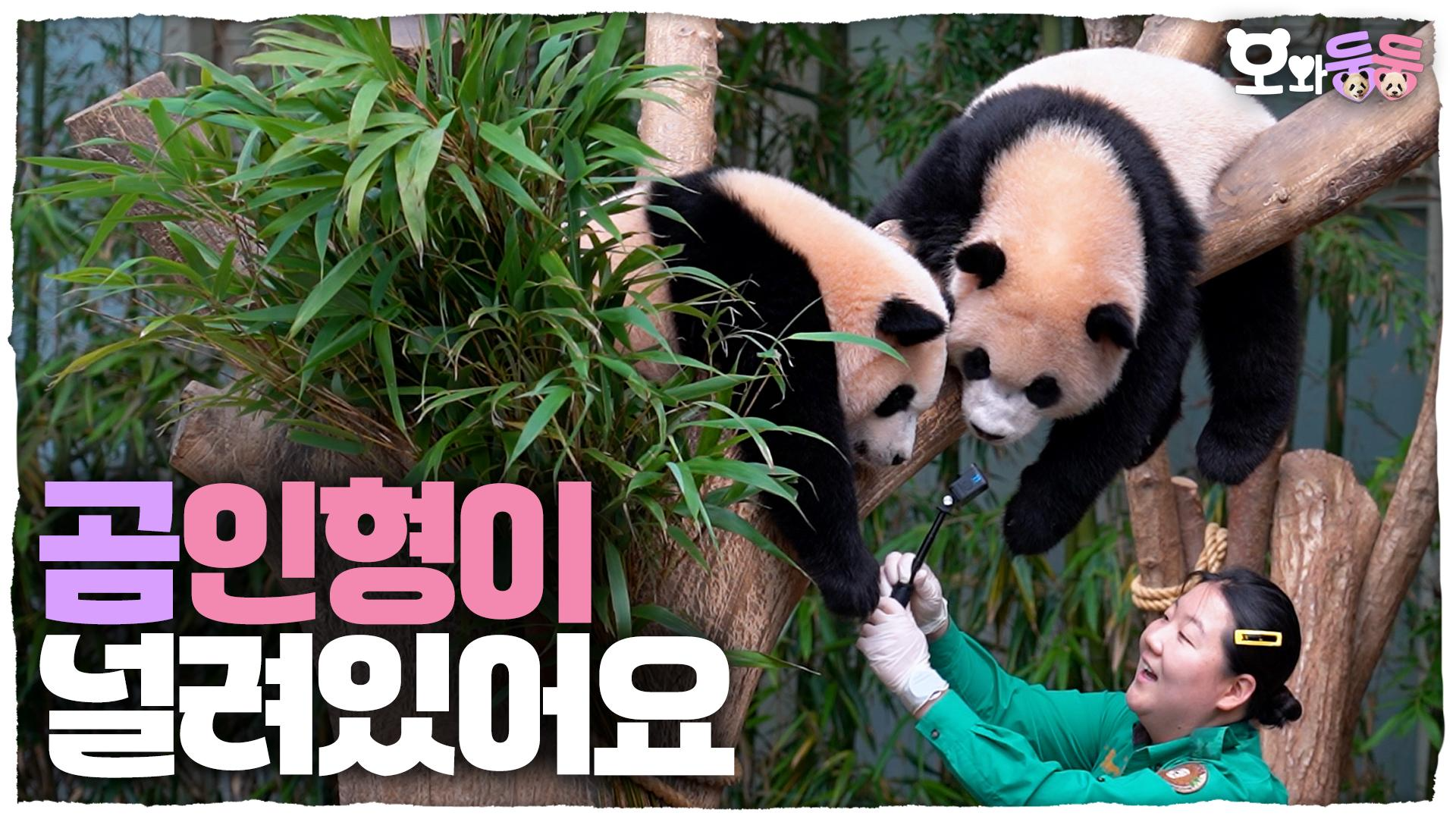 햇볕에 널어둔 곰인형 두 마리(?) 등장! 웃음이 절로 나는 오바오와 루후의 귀여