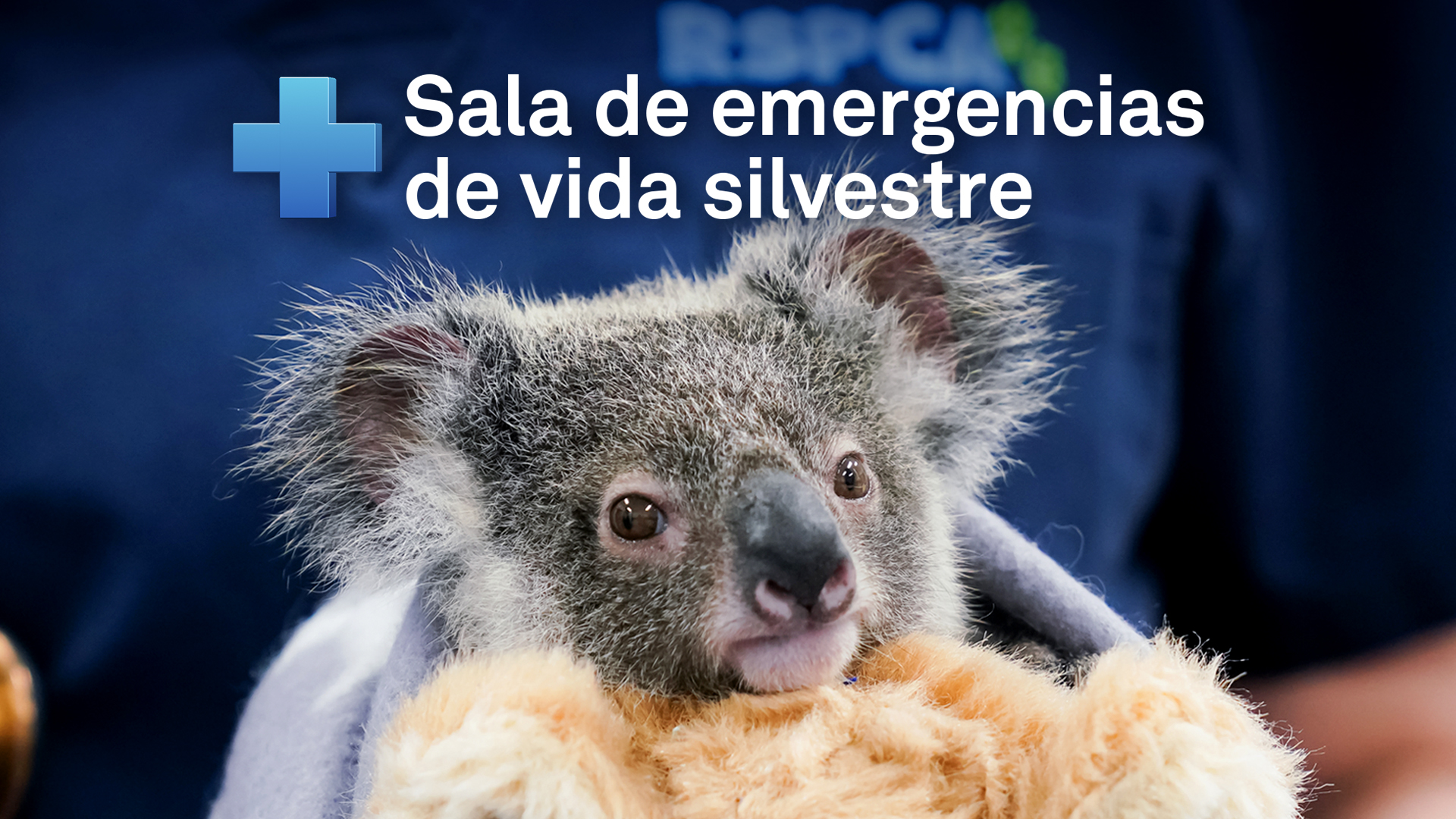 Sala de emergencias de vida silvestre