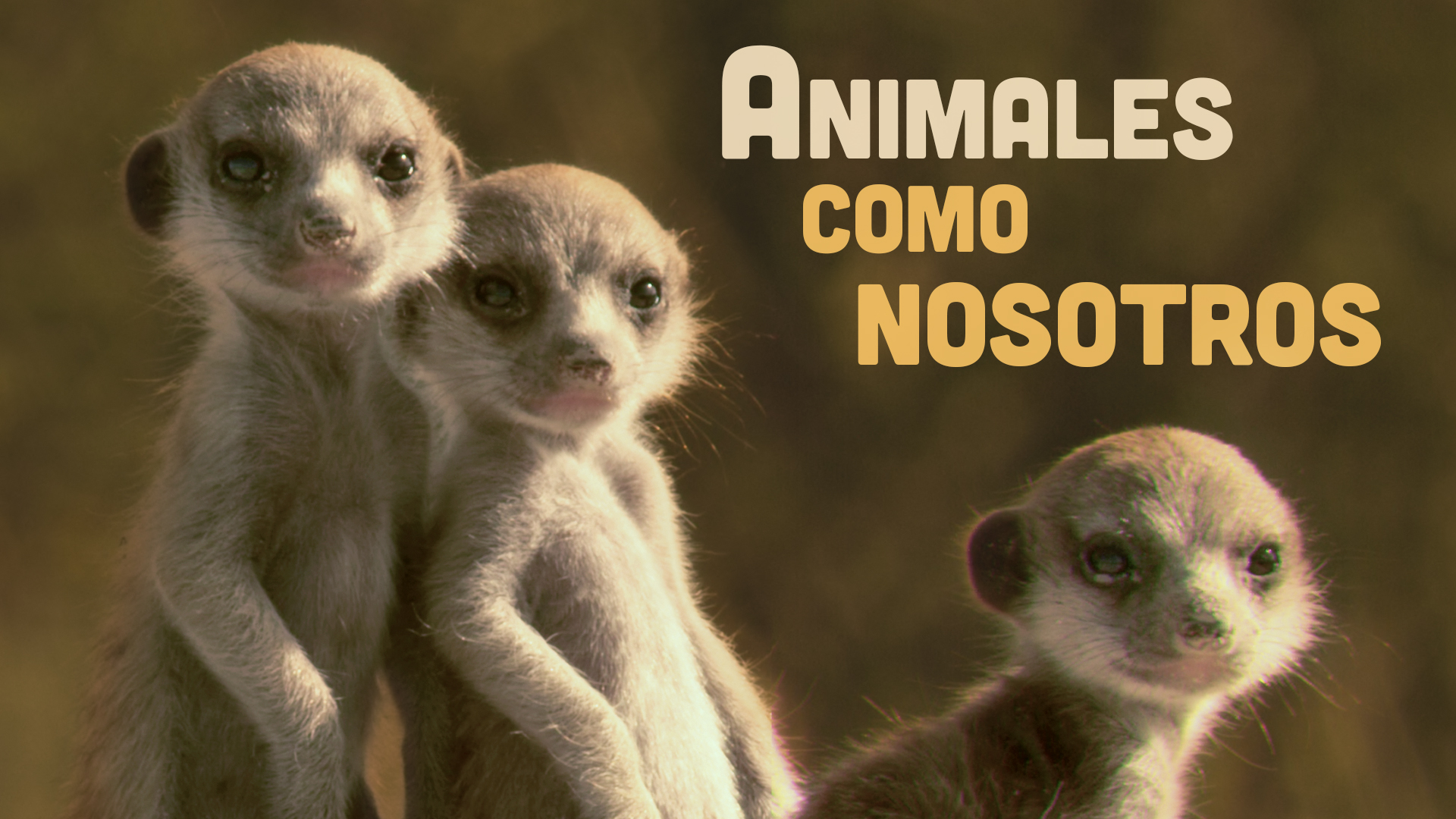 Animales como nosotras
