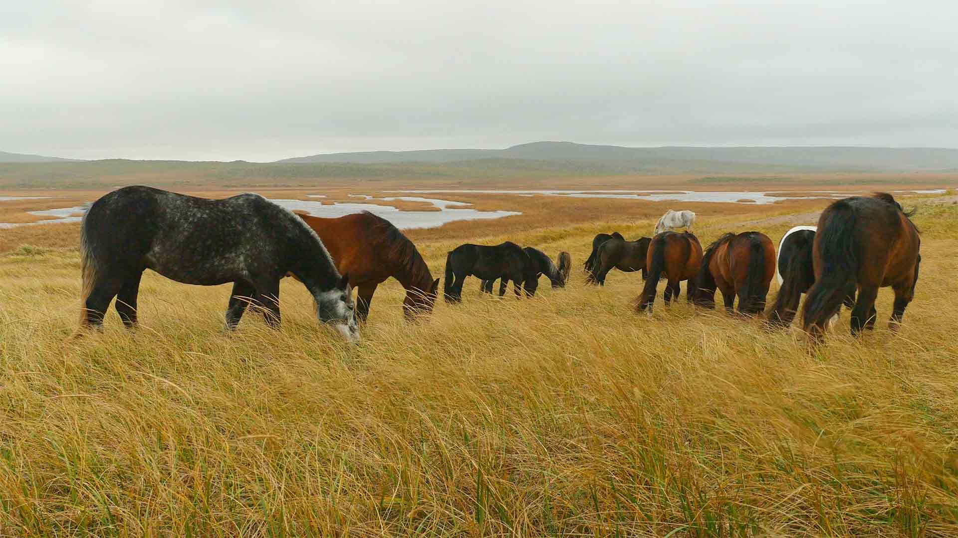 I cavalli di Saint-Pierre e Miquelon