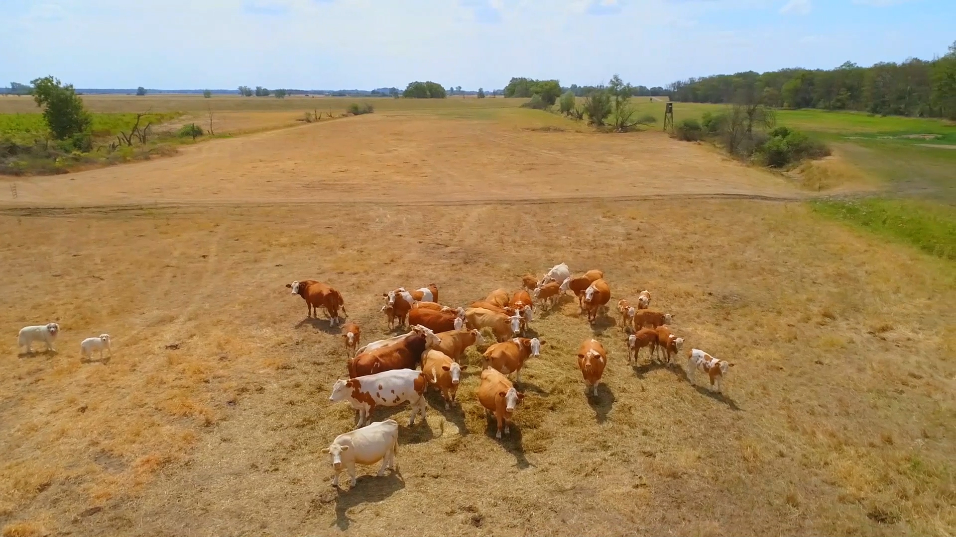 Auf den Hund gekommen