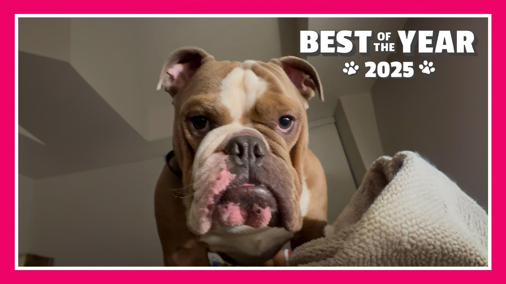 TPC Best Of The Year 2025