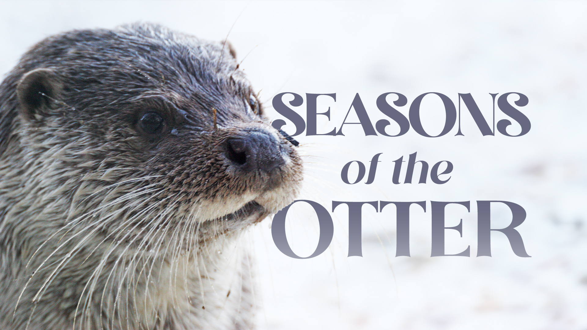 Seasons Of The Otter