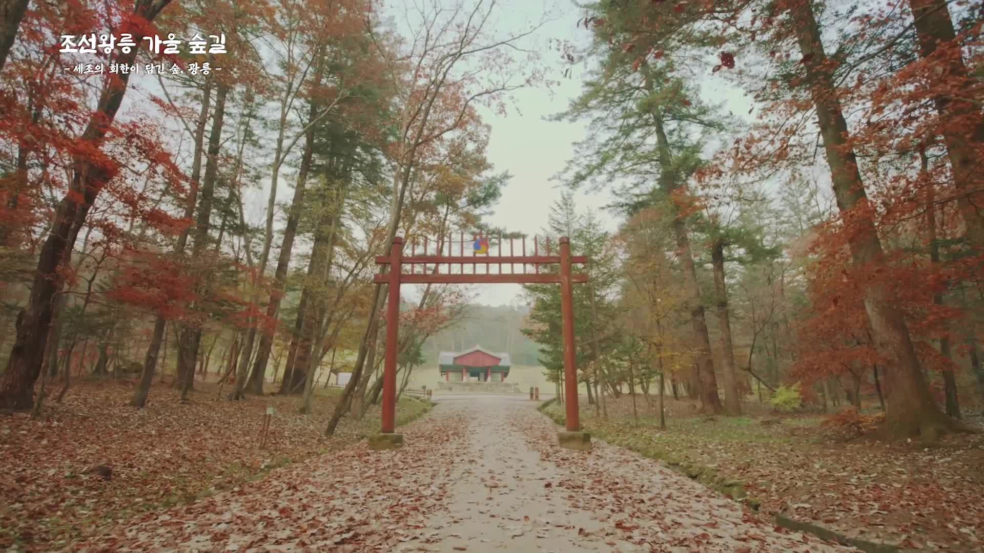 [조선왕릉 가을 숲길] 세조의 회한이 담긴 숲, 광릉