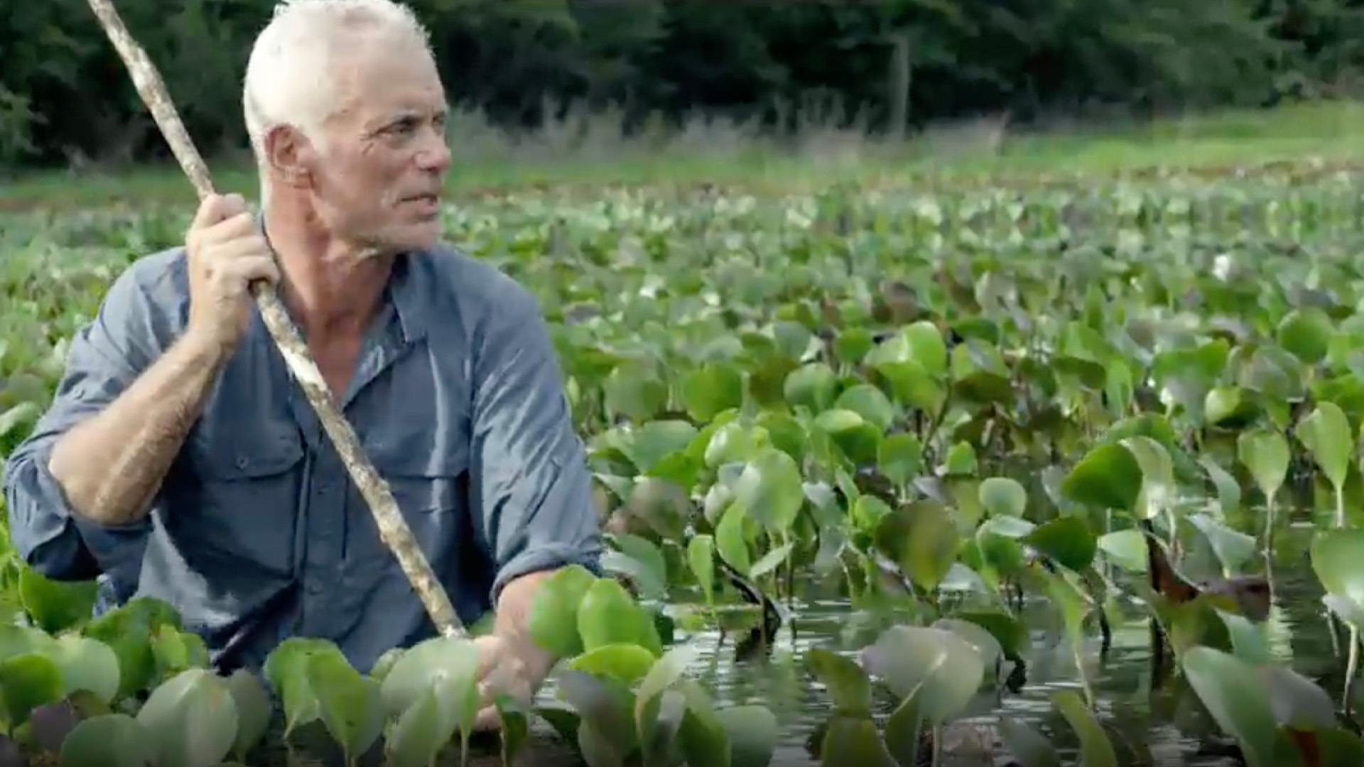 Der Arapaima: Die Legende von Guyana