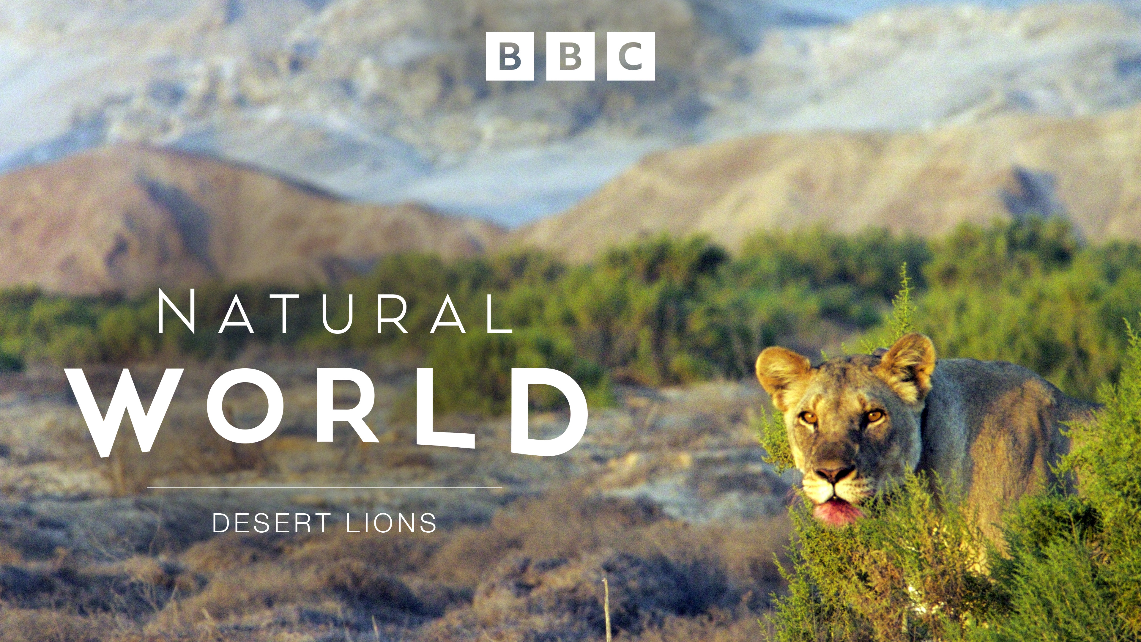 Natural World: Desert Lions