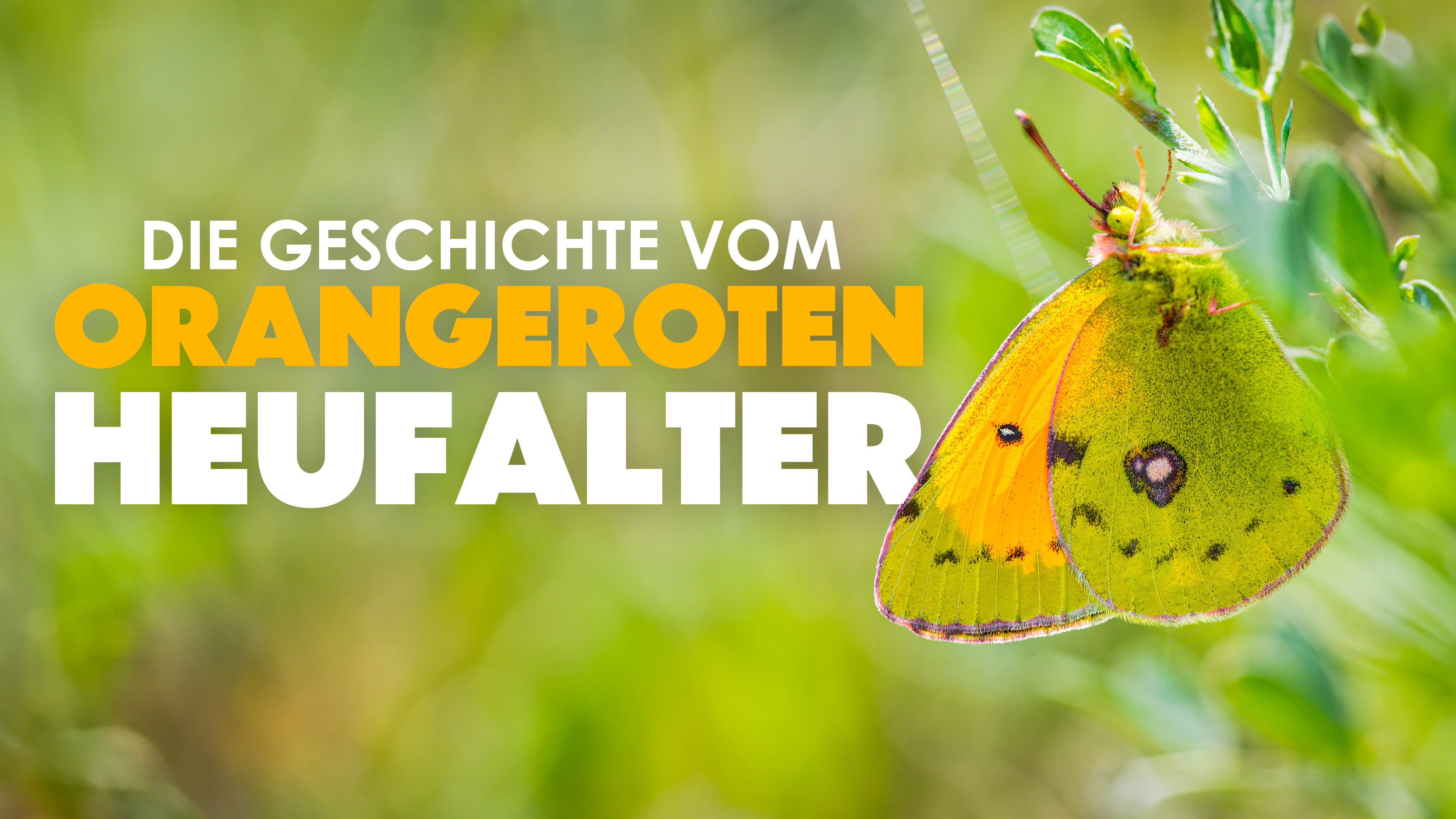 Die Geschichte vom Orangeroten Heufalter