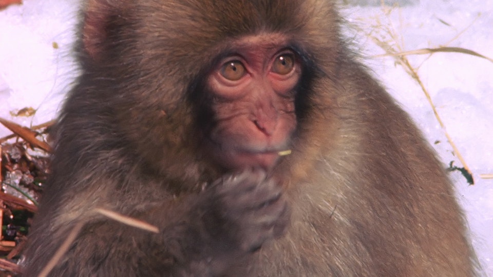 Tiere vor der Kamera