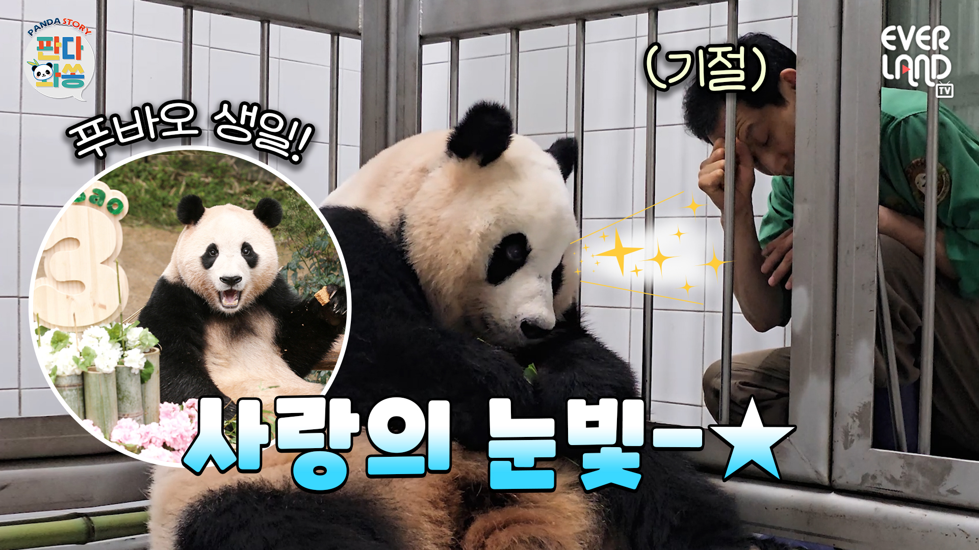 육아만렙 아이바오와 수다 삼매경 빠진 송바오ㅋㅋㅋ 생일파티 주인공 푸바