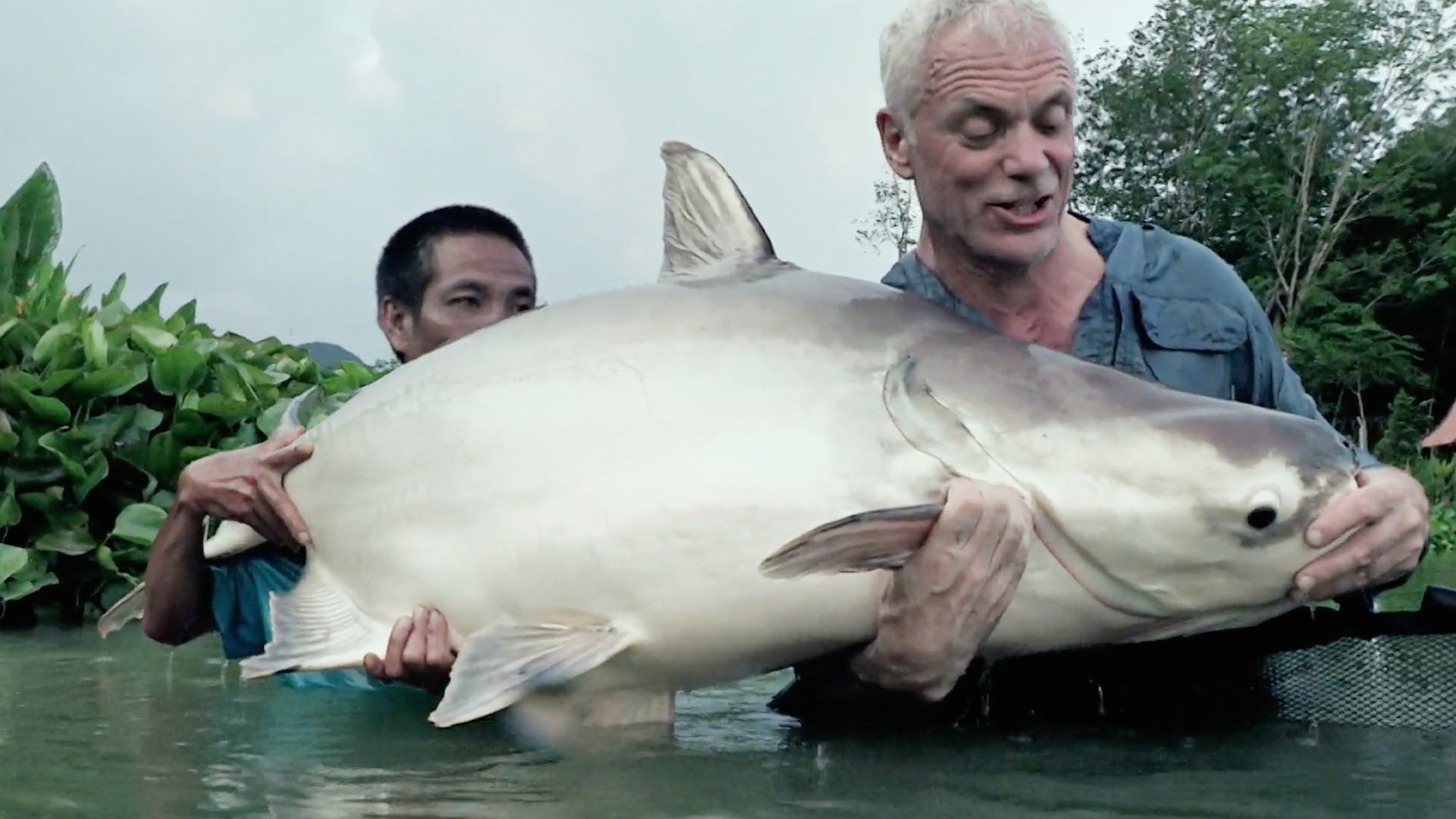 Der südostasiatische Süßwasserkugelfisch