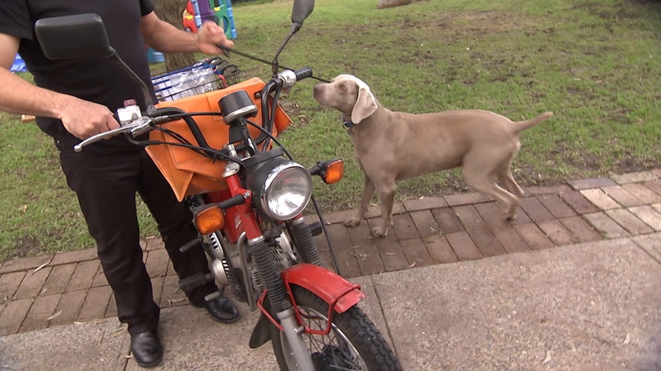 El encantador de perros