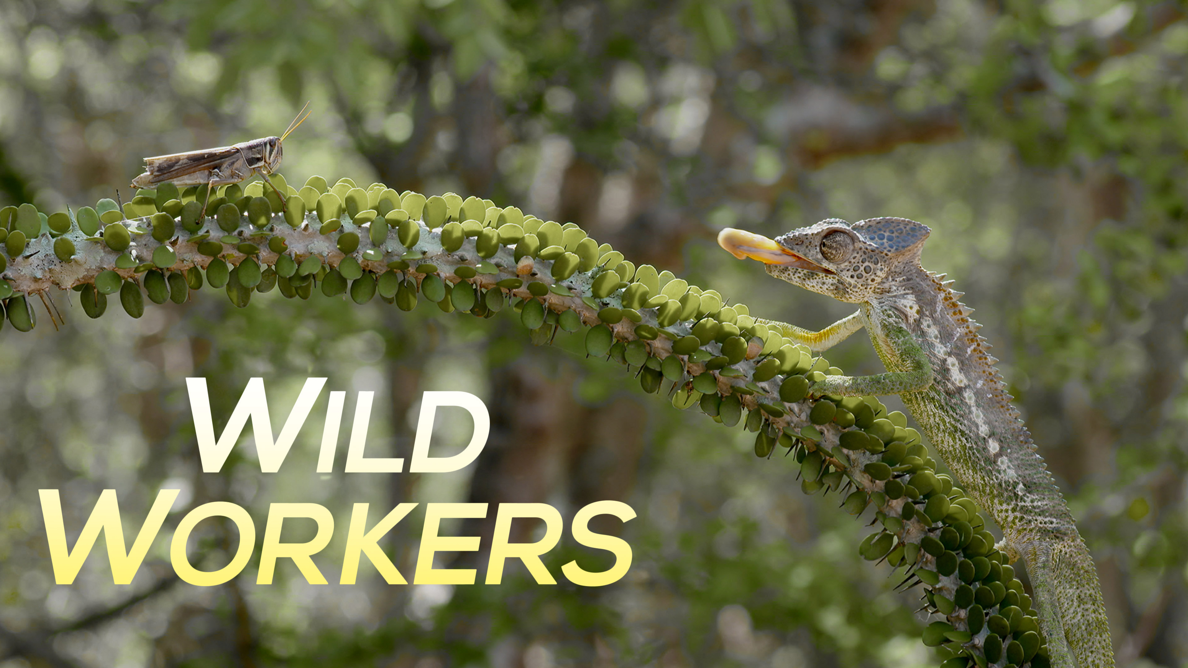 Wild Workers