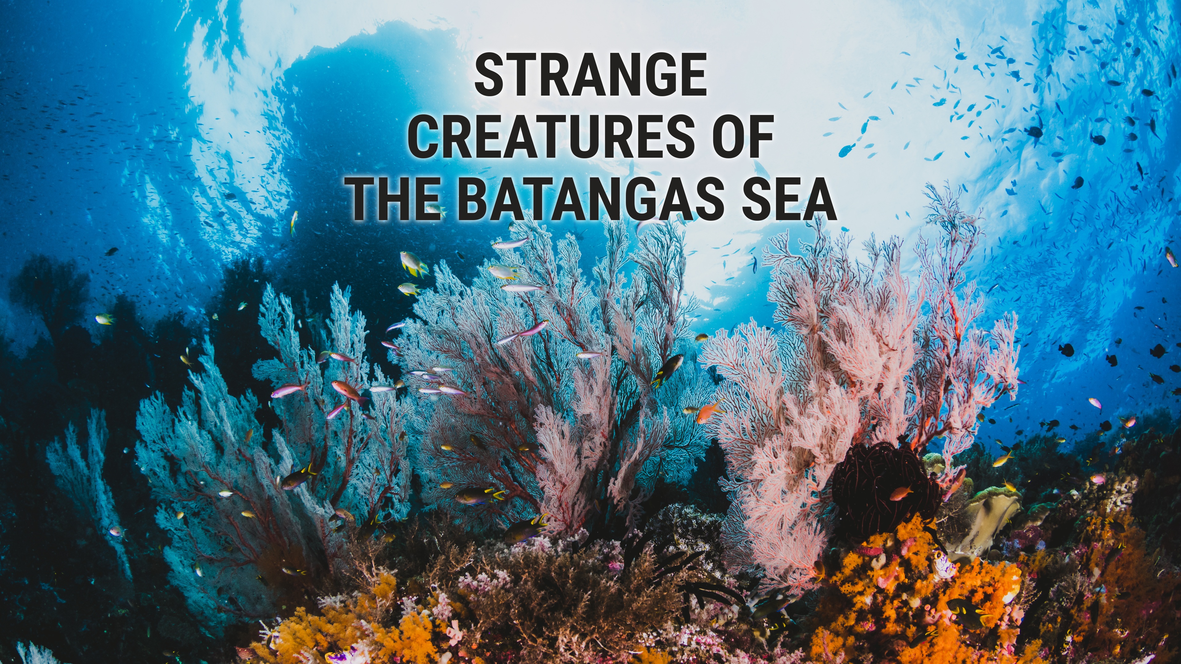 Strange Creatures of the Batangas Sea