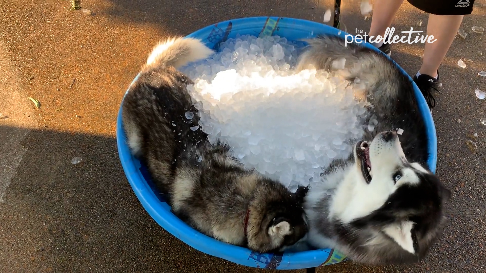 Best Pets of the Month