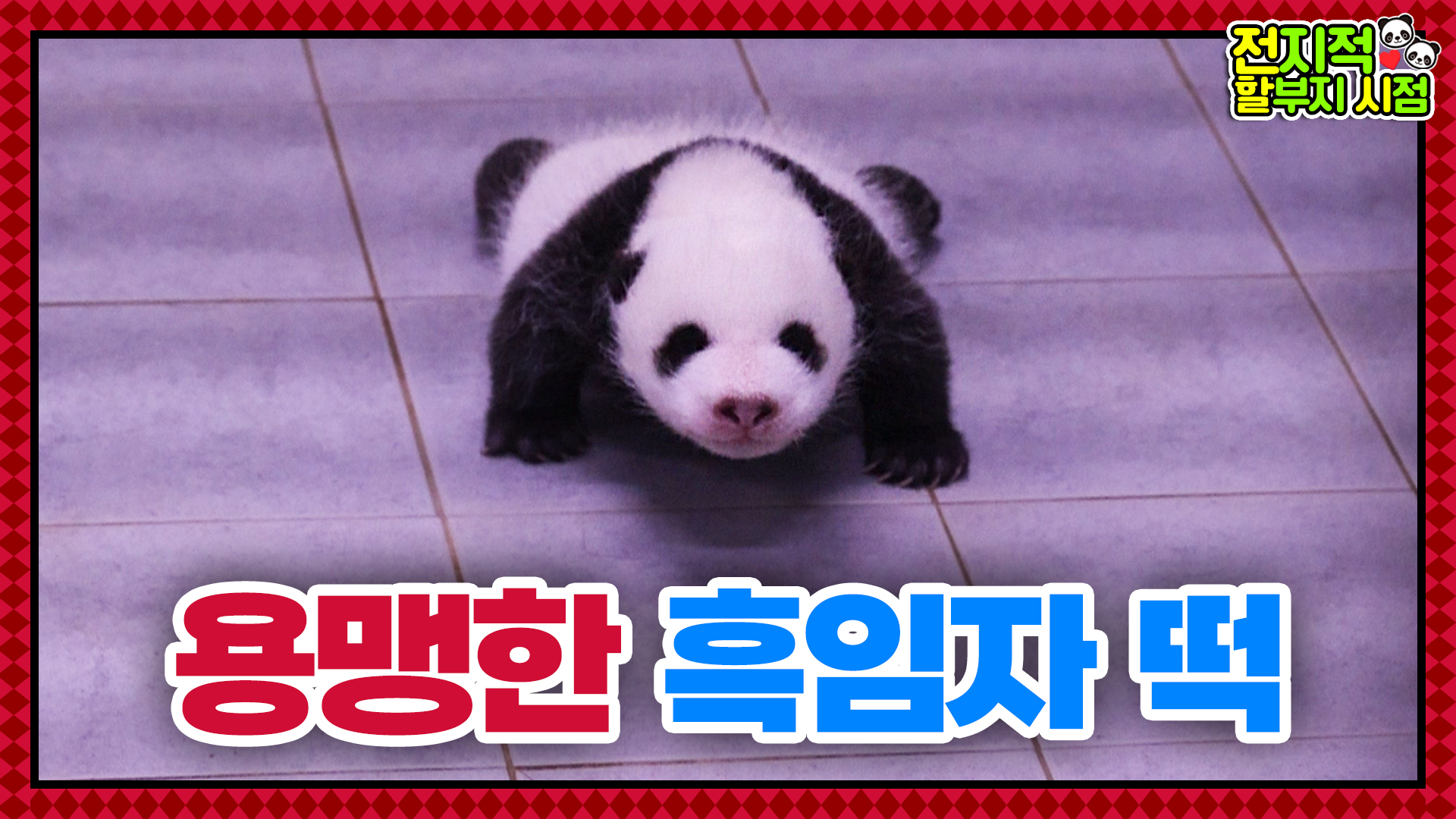 ‘듬직바오' 점점 용맹해지는 쌍둥이 판다들과 아빠바라기 아이바오 52회