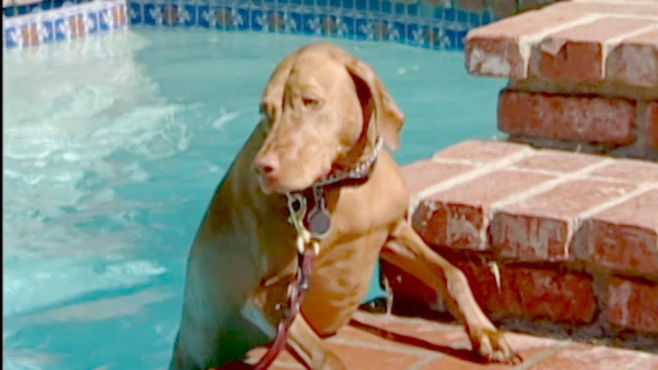 El encantador de perros