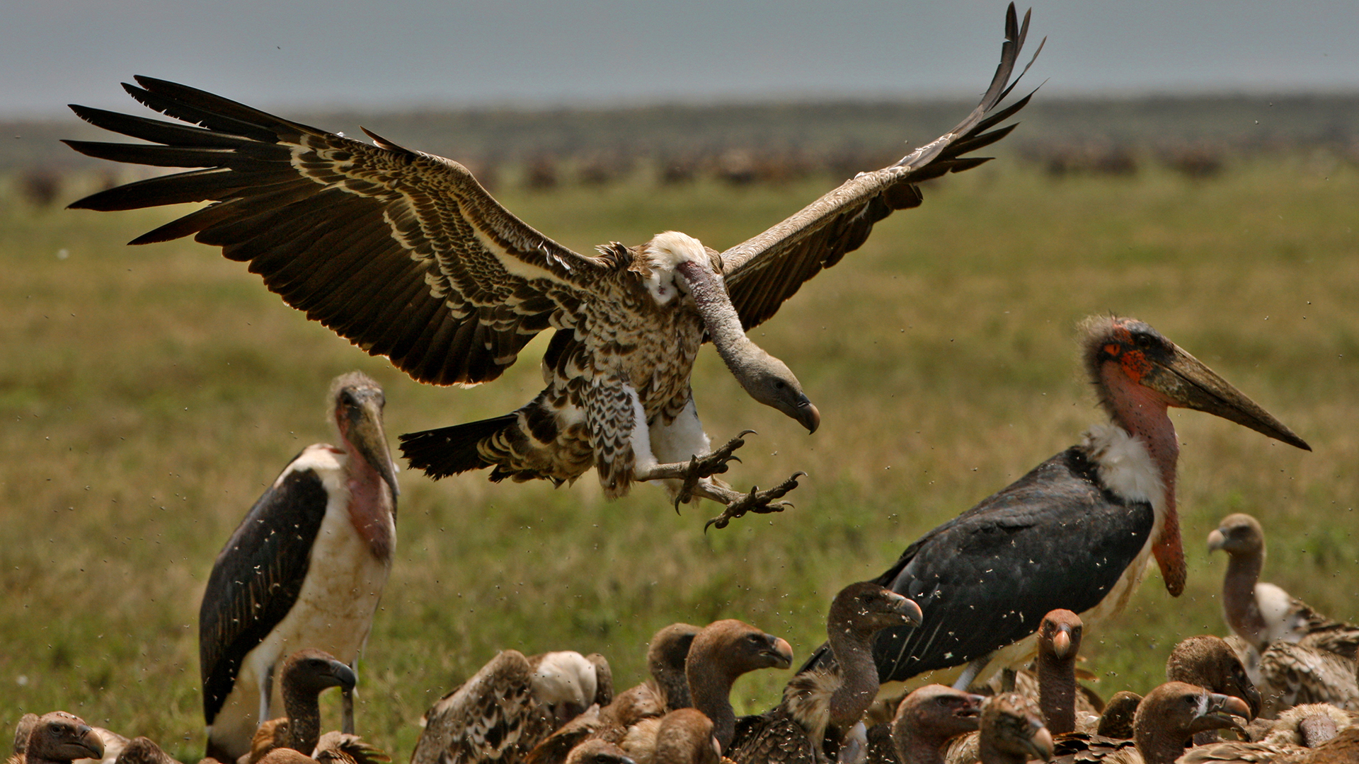 Tierische Putzteufel