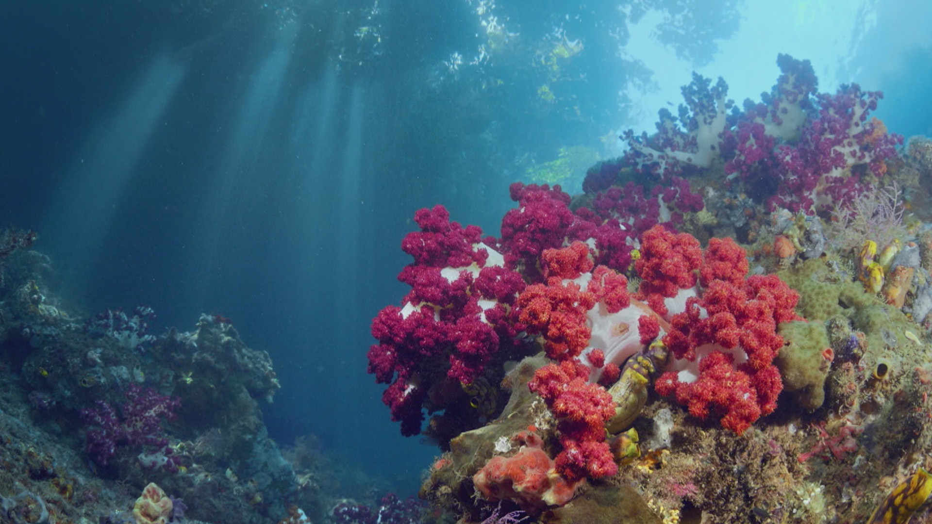 The Magic Circle of the Reef