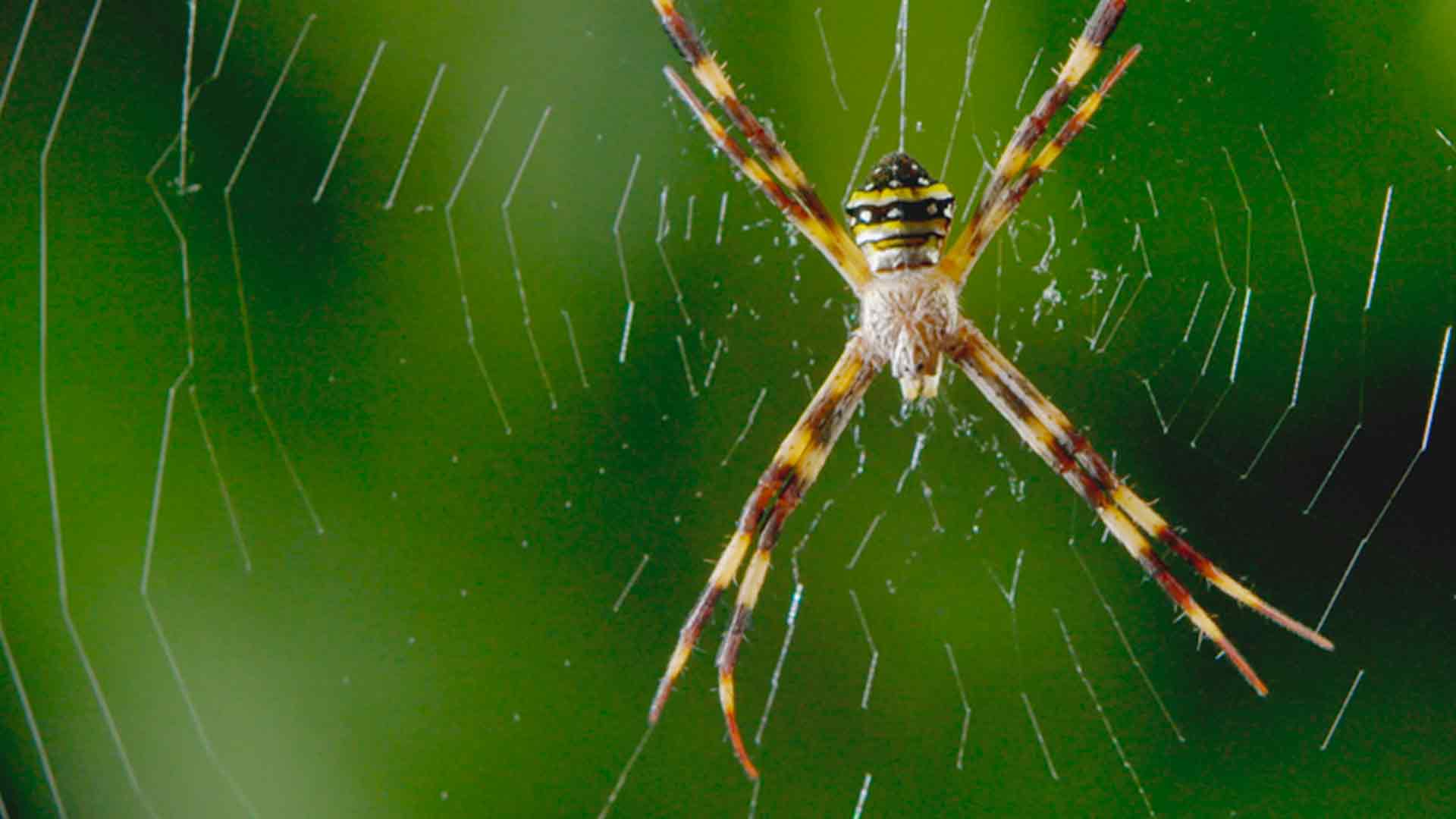 Das geheimnisvolle Leben der Käfer und Schmetterlinge