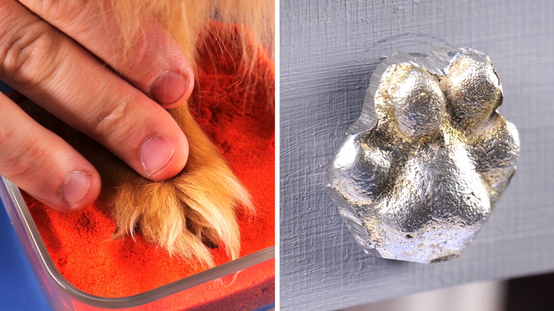 ¡manualidades dedicadas a tus mascotas favoritas!