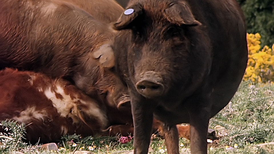 Tiere vor der Kamera