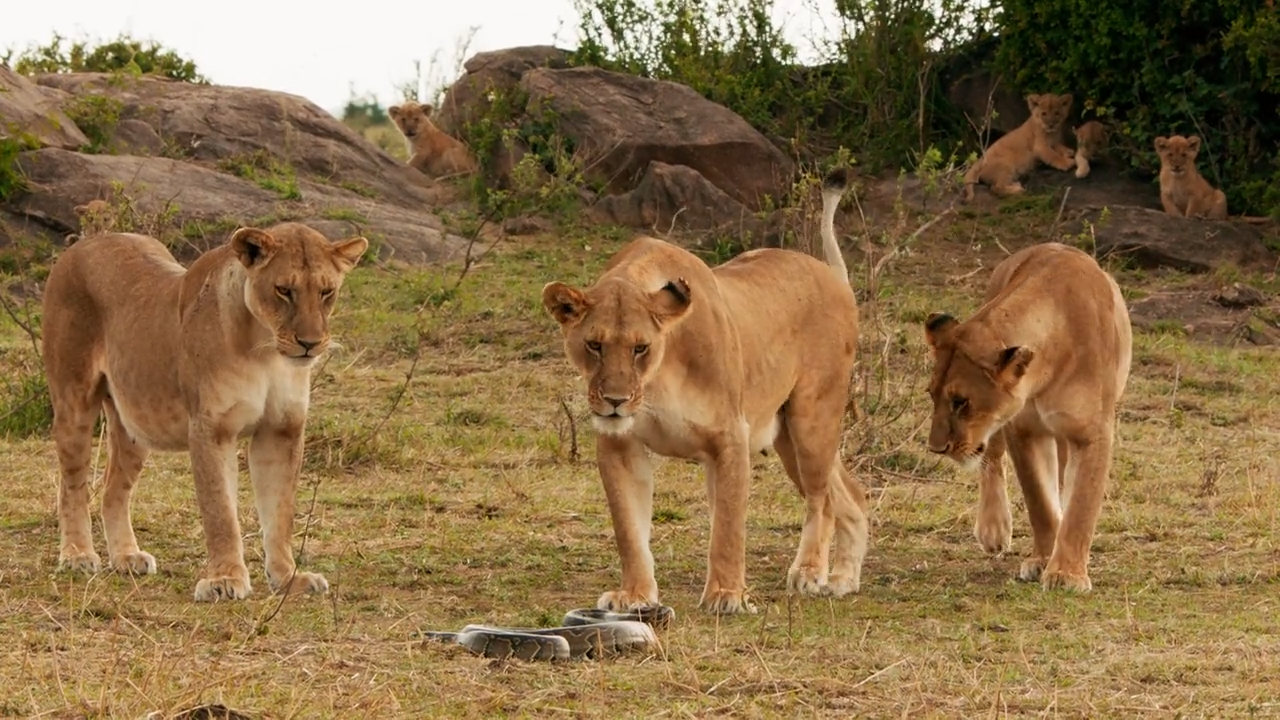 Junge Löwen gegen Python in der Serengeti