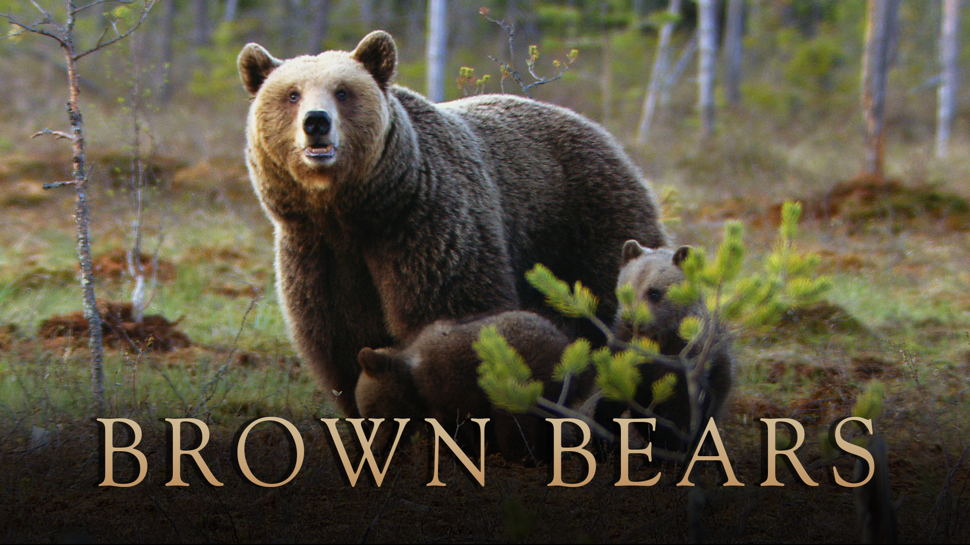 Brown Bears Teddy Bears Picnic