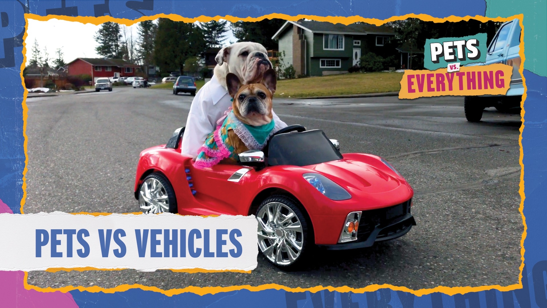Pets VS. Everything | Pets VS. Vehicles
