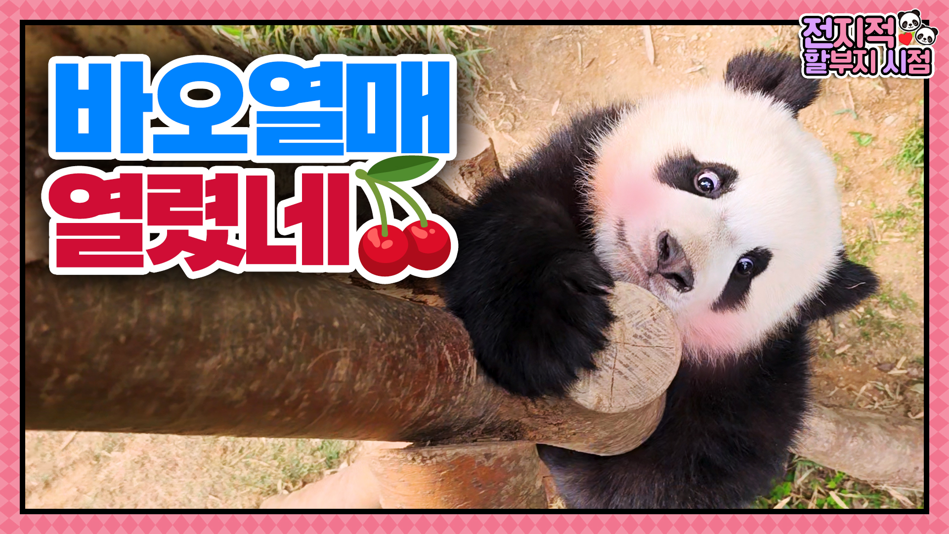 ‘이렇게 하면 하부지가 오겠찌?' 강바오 소환술을 익힌 아기 판다 루이후이 8