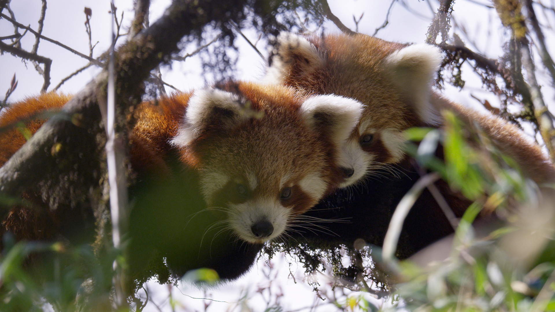 Rote Pandas in Nepal