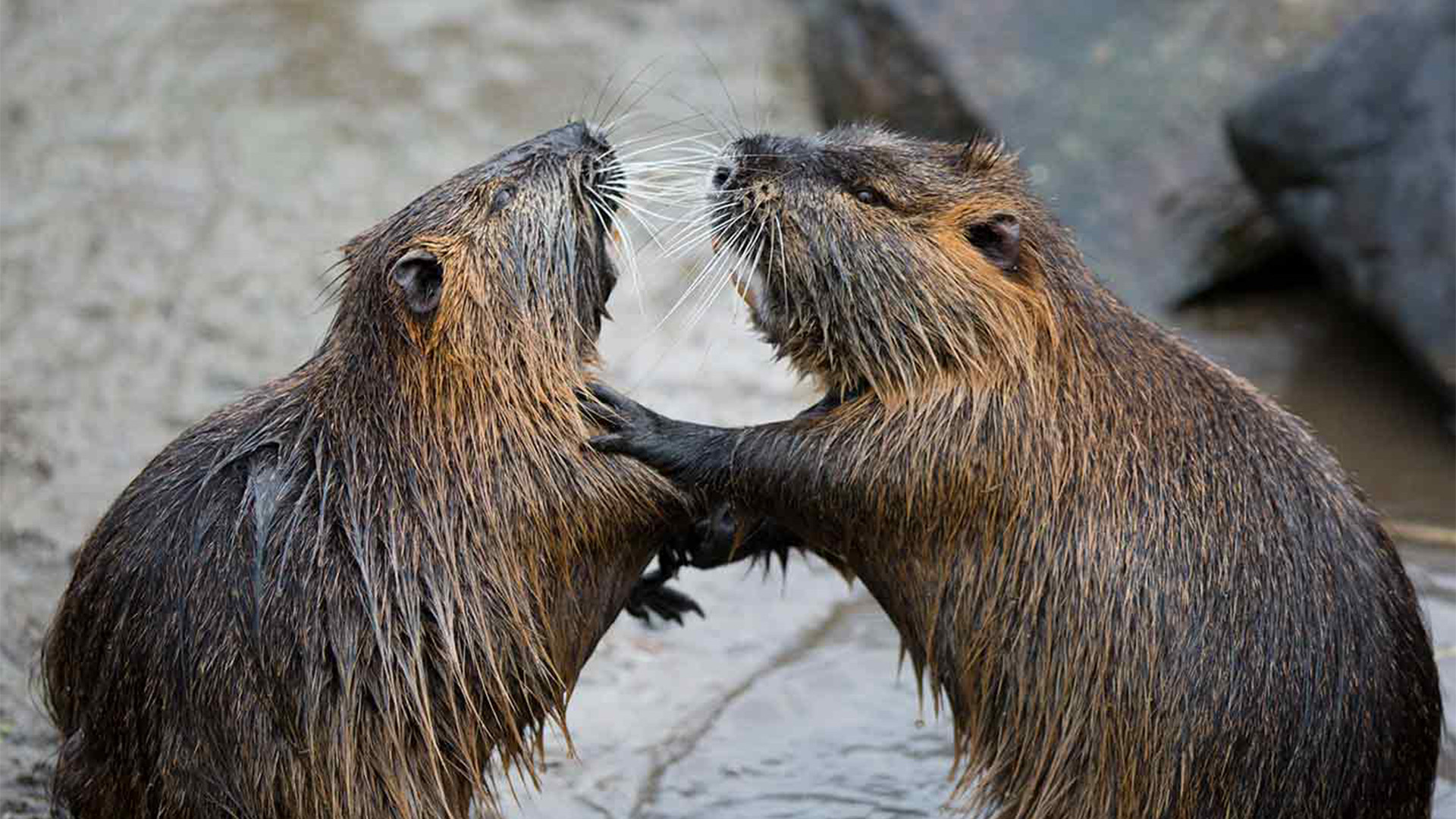 Battle of the Alphas