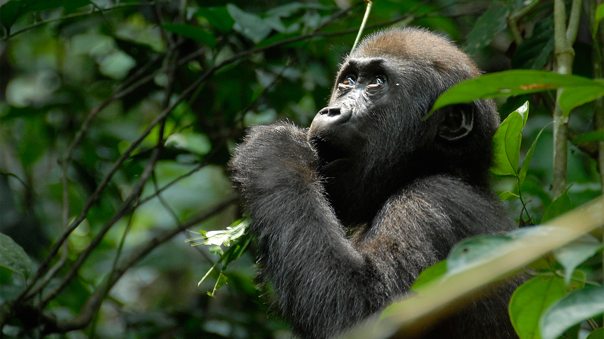 Familientreffen im Regenwald
