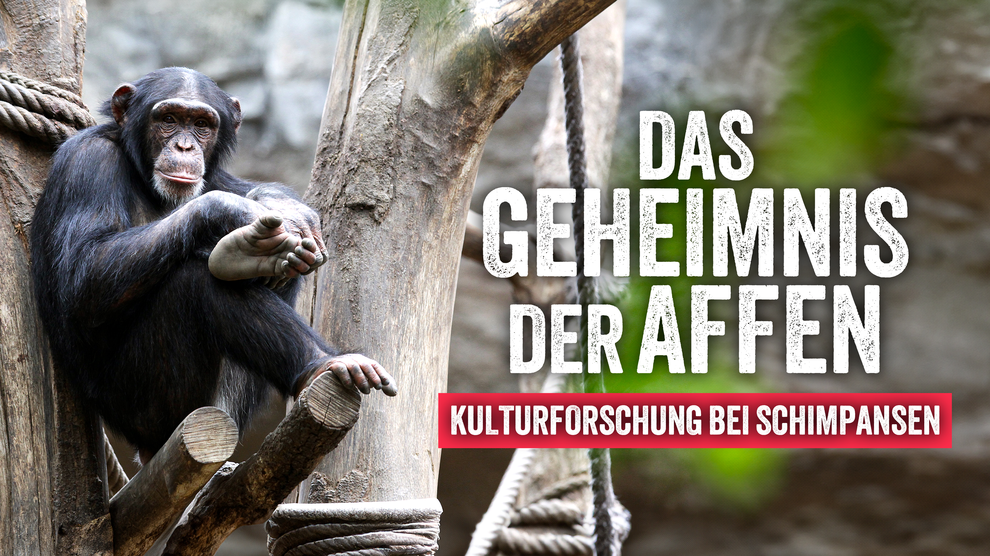 Das Geheimnis der Affen