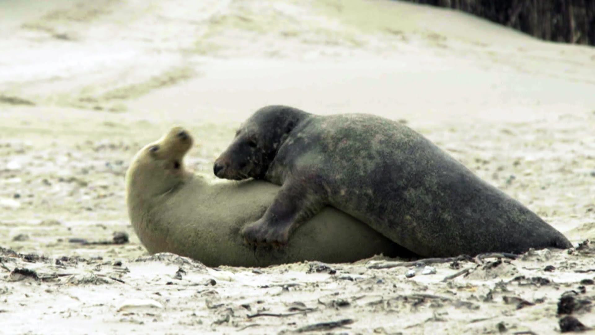 Euromaxx On Vacation E79