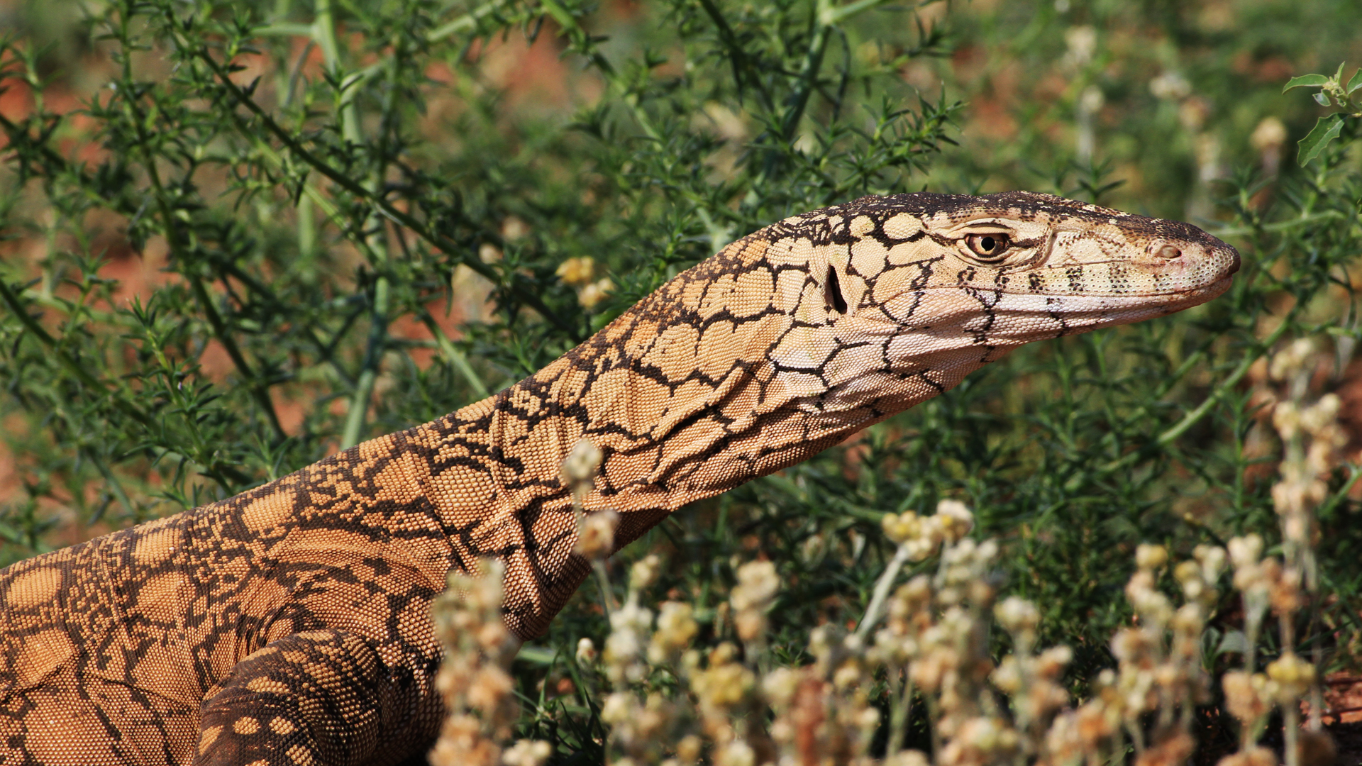 Unbekanntes Australien
