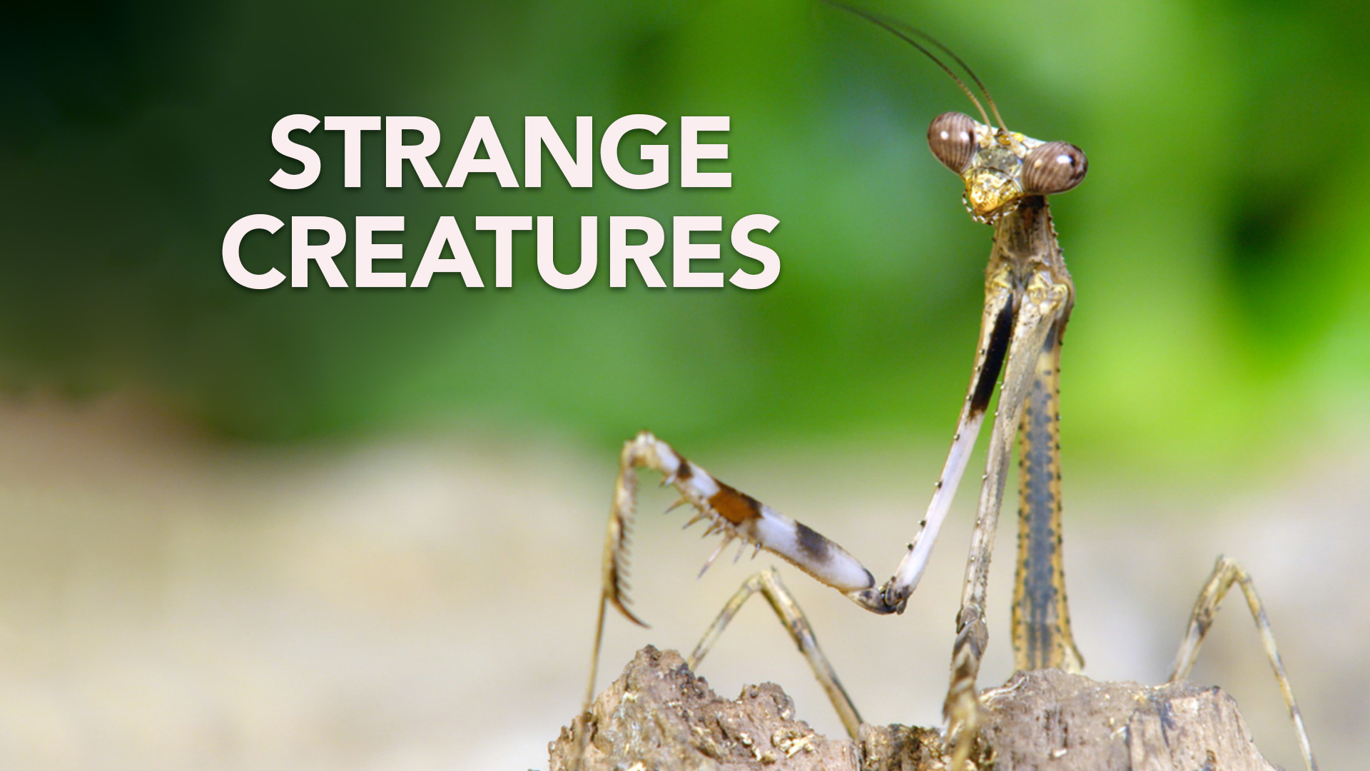 Strange Creatures